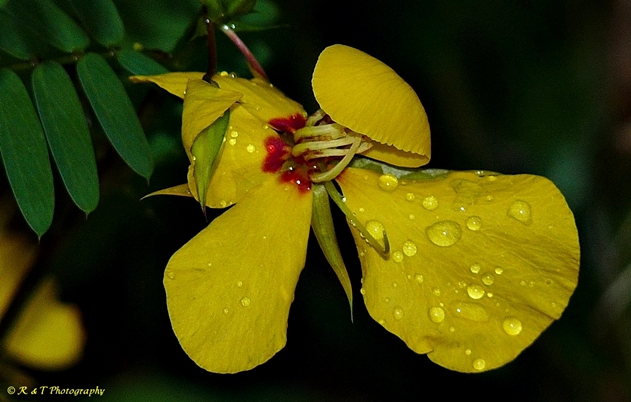 {Chamaecrista fasciculata}